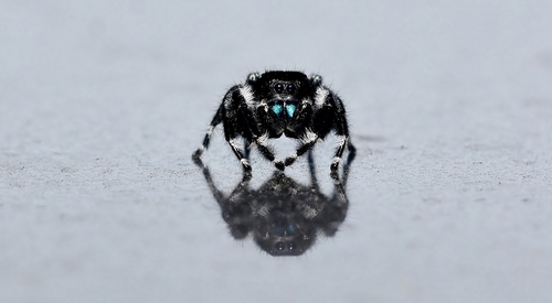 Bold Jumping Spider, Nueces County, TX, USA, photo 5 of 10