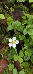 Fragaria nubicola