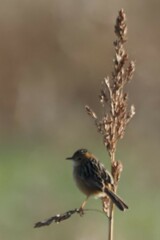 Cisticola exilis