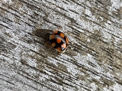 Adalia decempunctata