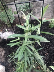 Asclepias syriaca