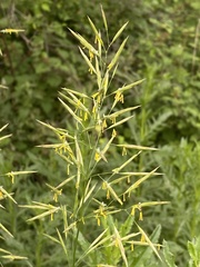 Bromus inermis