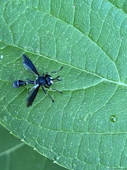 Physocephala tibialis