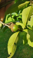 Quercus imbricaria
