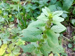Mentha arvensis