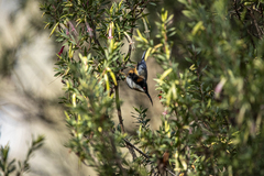 Acanthorhynchus tenuirostris