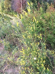 Melilotus suaveolens