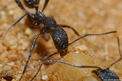 Aphaenogaster senilis