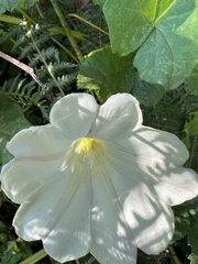 Calystegia purpurata