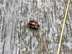 Adalia decempunctata