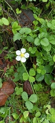 Fragaria nubicola