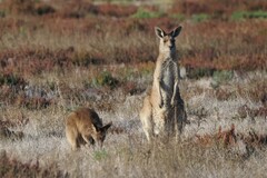 Macropus giganteus
