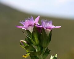 Gentianella rhaetica
