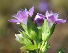 Gentianella rhaetica