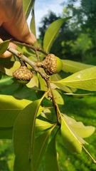 Quercus imbricaria