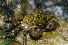 Pachygrapsus transversus