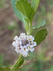 Phyla nodiflora minor