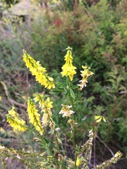 Melilotus suaveolens