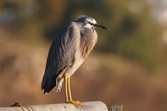 Egretta novaehollandiae