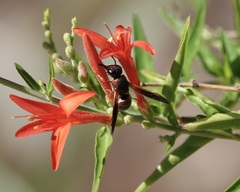 Pachodynerus erynnis