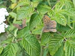 Lycaena tityrus
