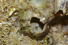 Amphibalanus eburneus