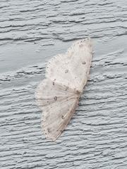 Cyclophora pendulinaria