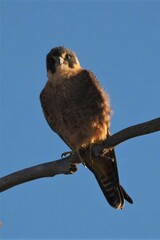 Falco longipennis