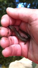 Gyrinophilus porphyriticus