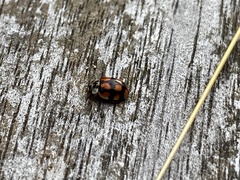 Adalia decempunctata