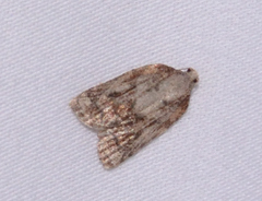 Platynota idaeusalis