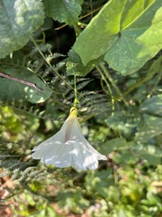 Calystegia purpurata