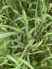 Bromus inermis