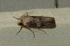 Agrotis puta