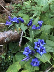 Gentiana asclepiadea