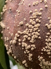 Monilinia fructigena