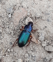 Harpalina