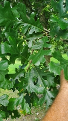 Quercus macrocarpa