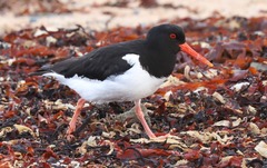 Haematopus ostralegus