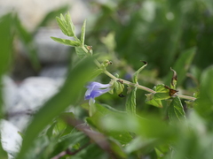 Scutellaria galericulata