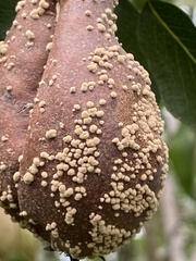 Monilinia fructigena