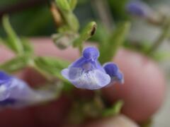 Scutellaria galericulata