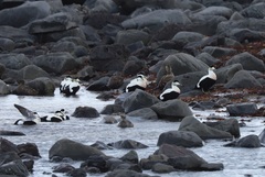 Somateria mollissima