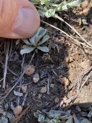 Antennaria parvifolia