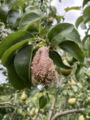 Monilinia fructigena