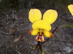 Diuris