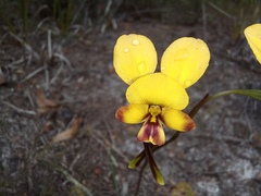 Diuris