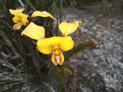 Diuris
