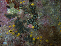 Botryllus
