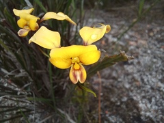 Diuris